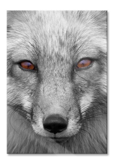 Pixxprint wunderschöner Fuchs im Portrait, Glasbild