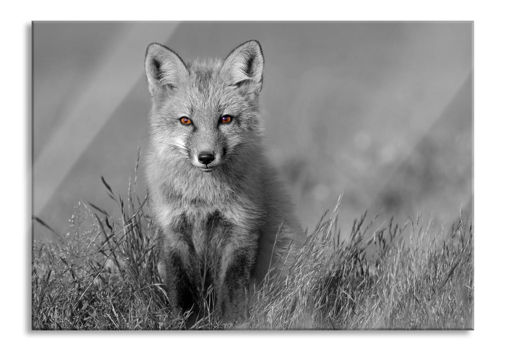 Pixxprint kleiner süßer Fuchs auf Wiese, Glasbild