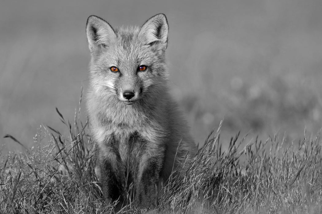 kleiner süßer Fuchs auf Wiese, Glasbild