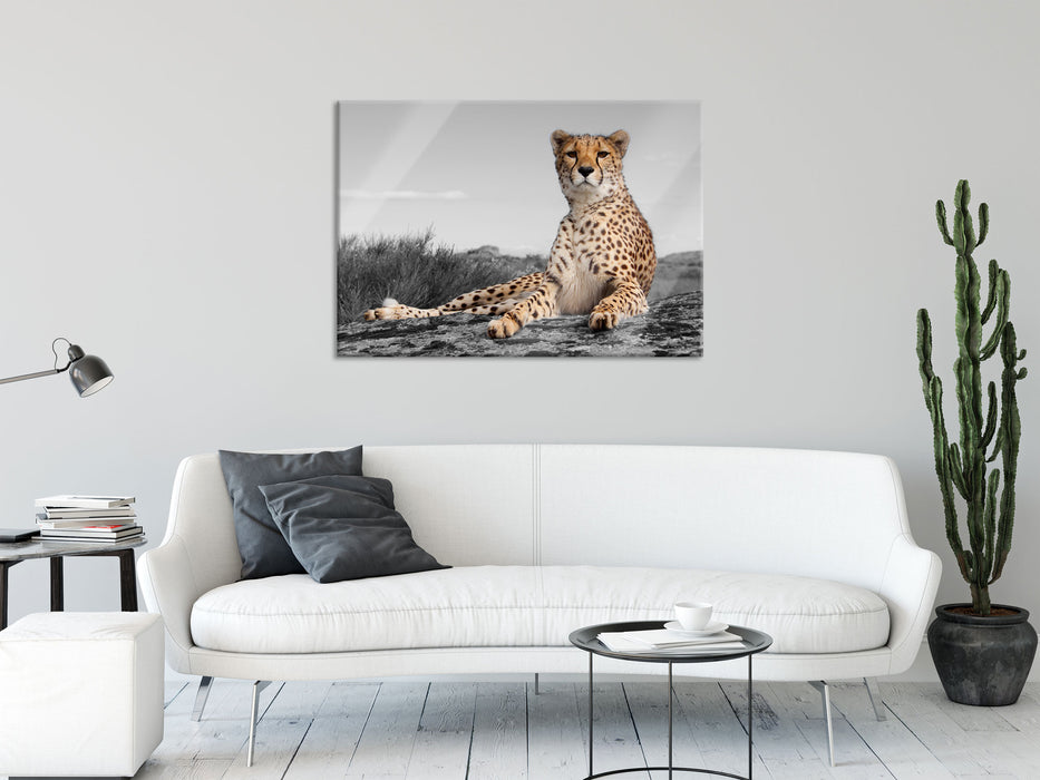 prächtiger Gepard in Savanne, Glasbild