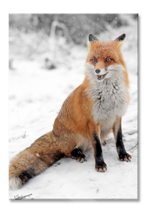 angespannter Fuchs im Schnee, Glasbild