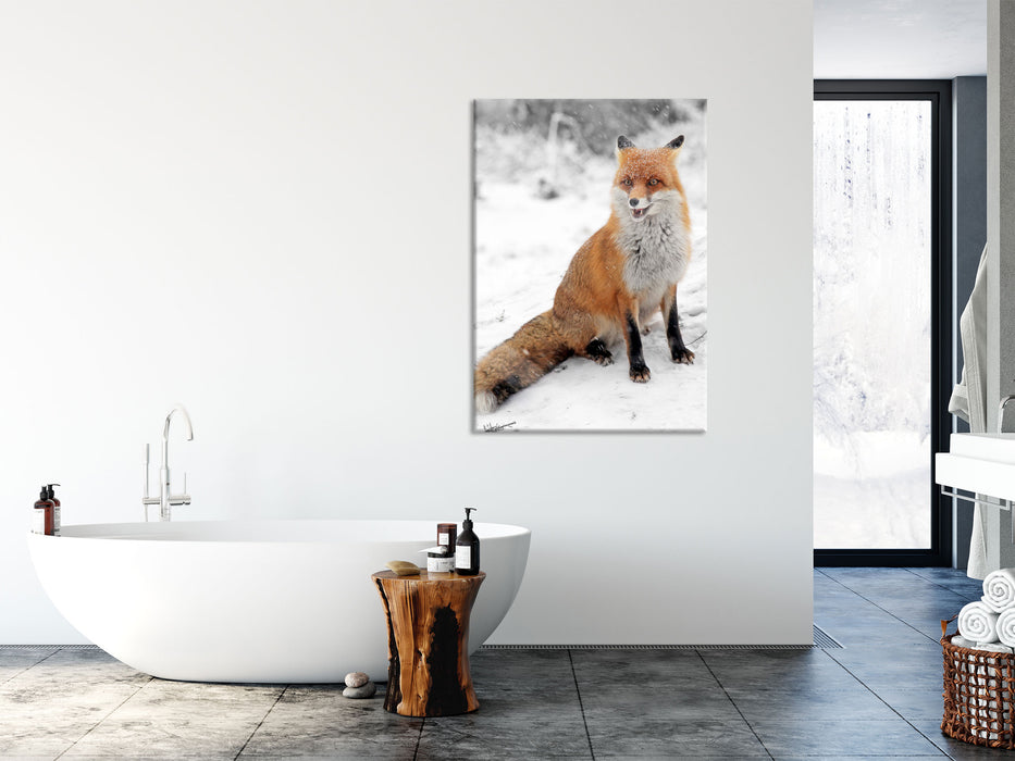 angespannter Fuchs im Schnee, Glasbild