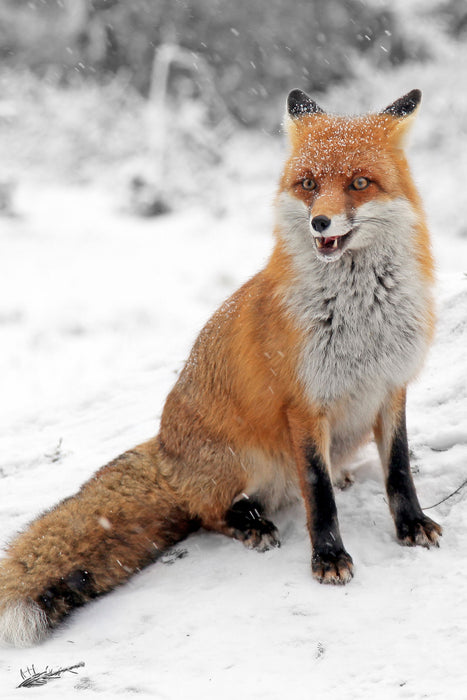 angespannter Fuchs im Schnee, Glasbild