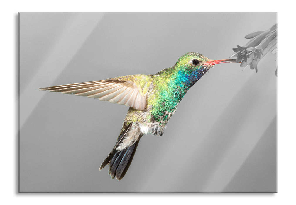 wunderschöner Kolibri, Glasbild