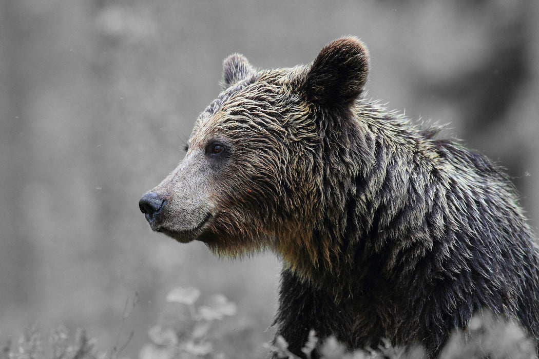 einsamer Bär im Wald, Glasbild