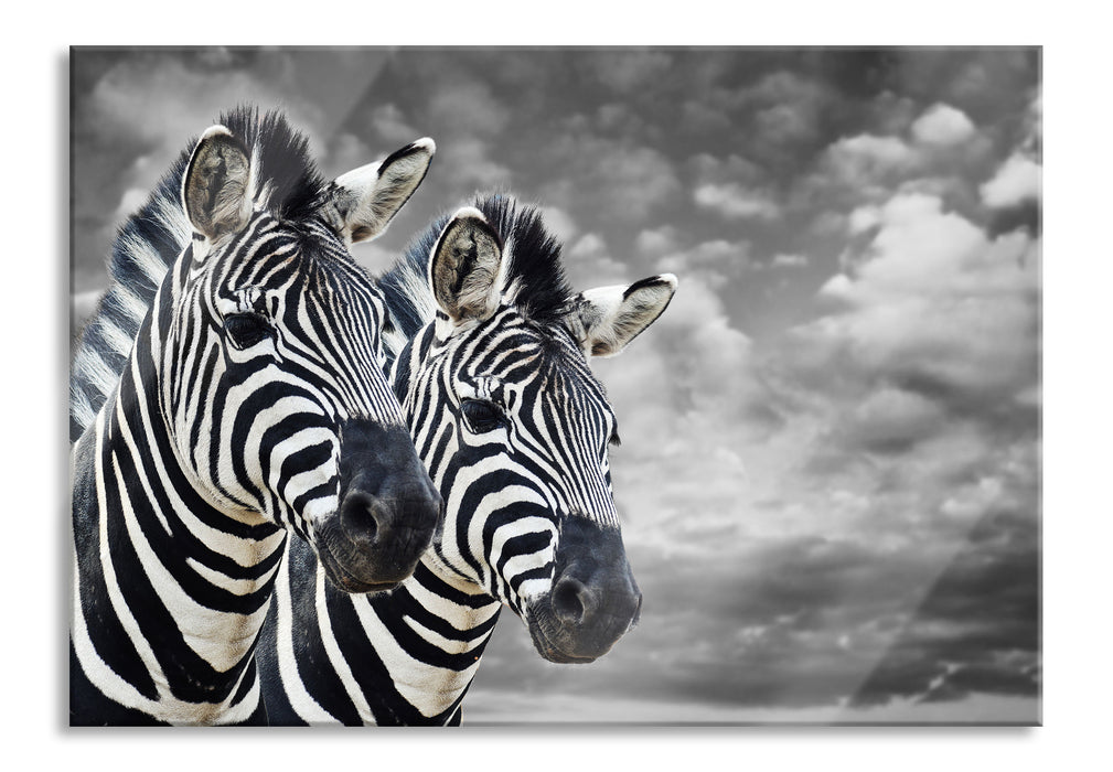 Pixxprint zwei Zebras, Glasbild