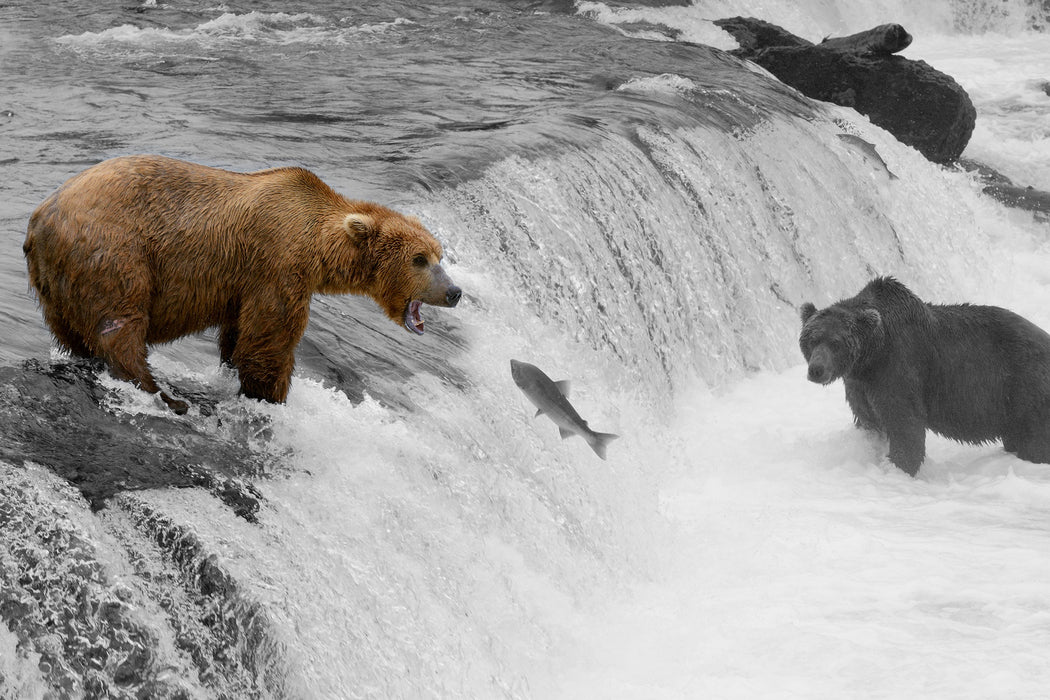 Bären beim Lachs fangen, Glasbild