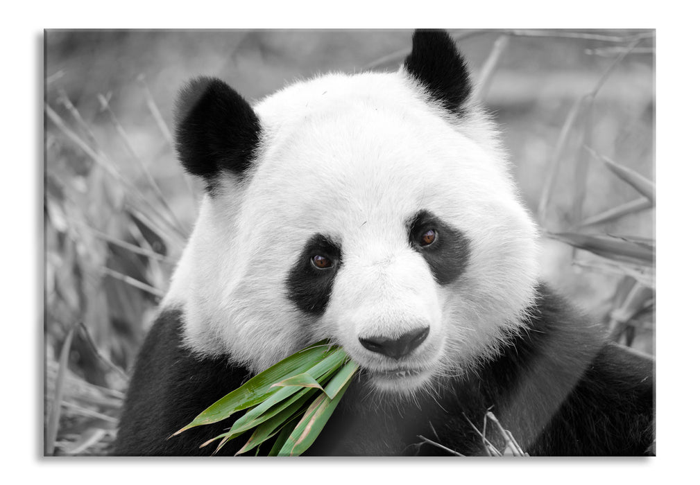 Pixxprint kuscheliger Panda frisst Bambus, Glasbild