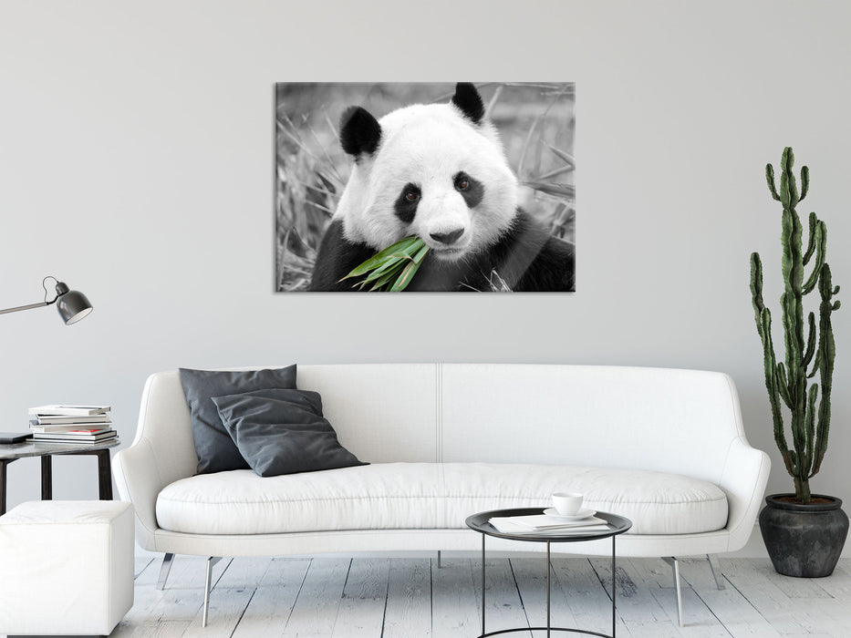 kuscheliger Panda frisst Bambus, Glasbild