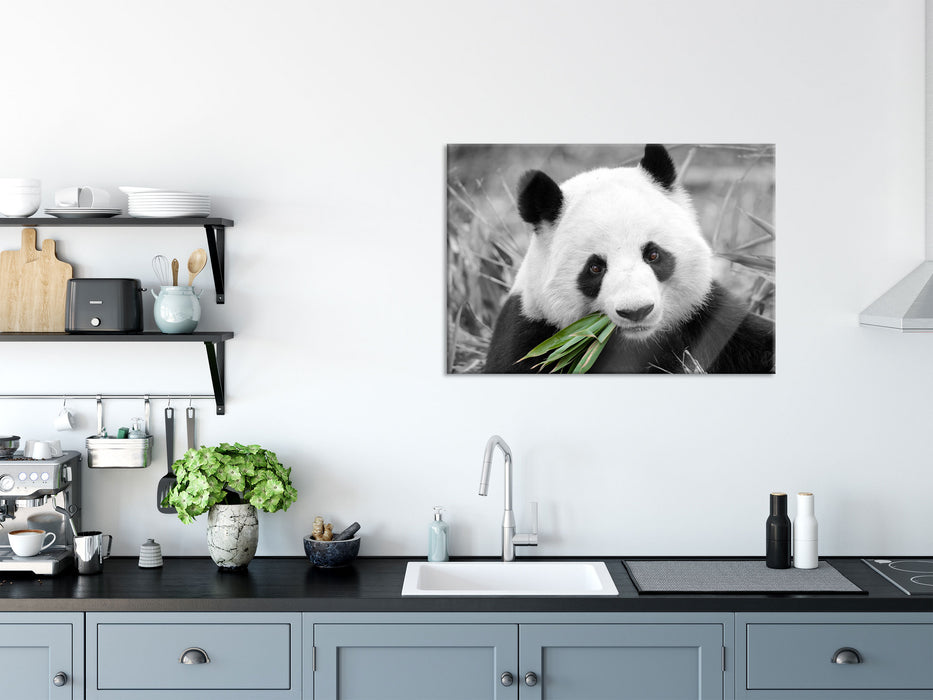 kuscheliger Panda frisst Bambus, Glasbild