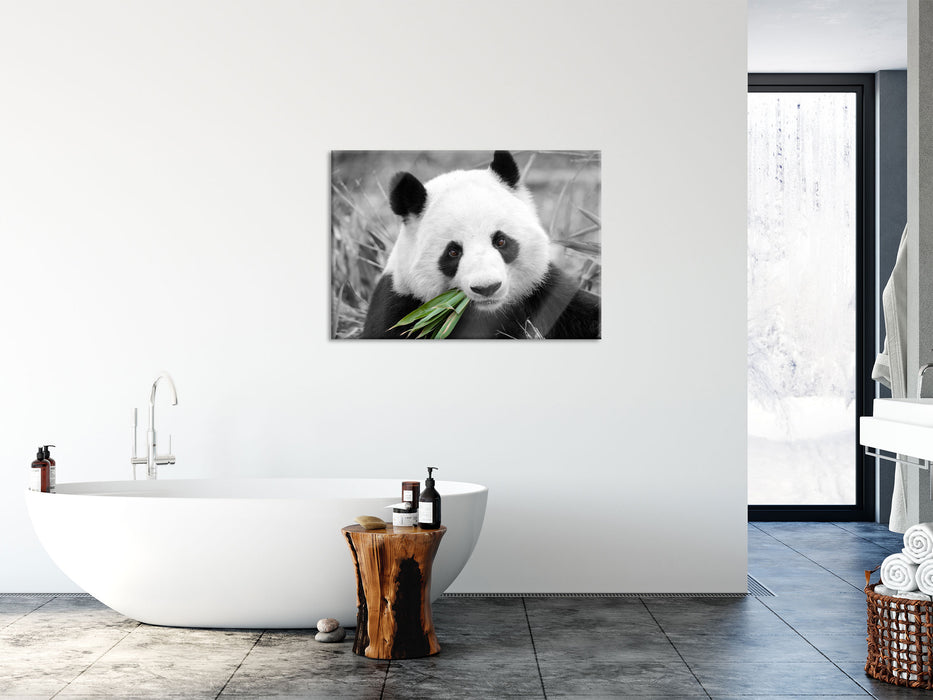 kuscheliger Panda frisst Bambus, Glasbild