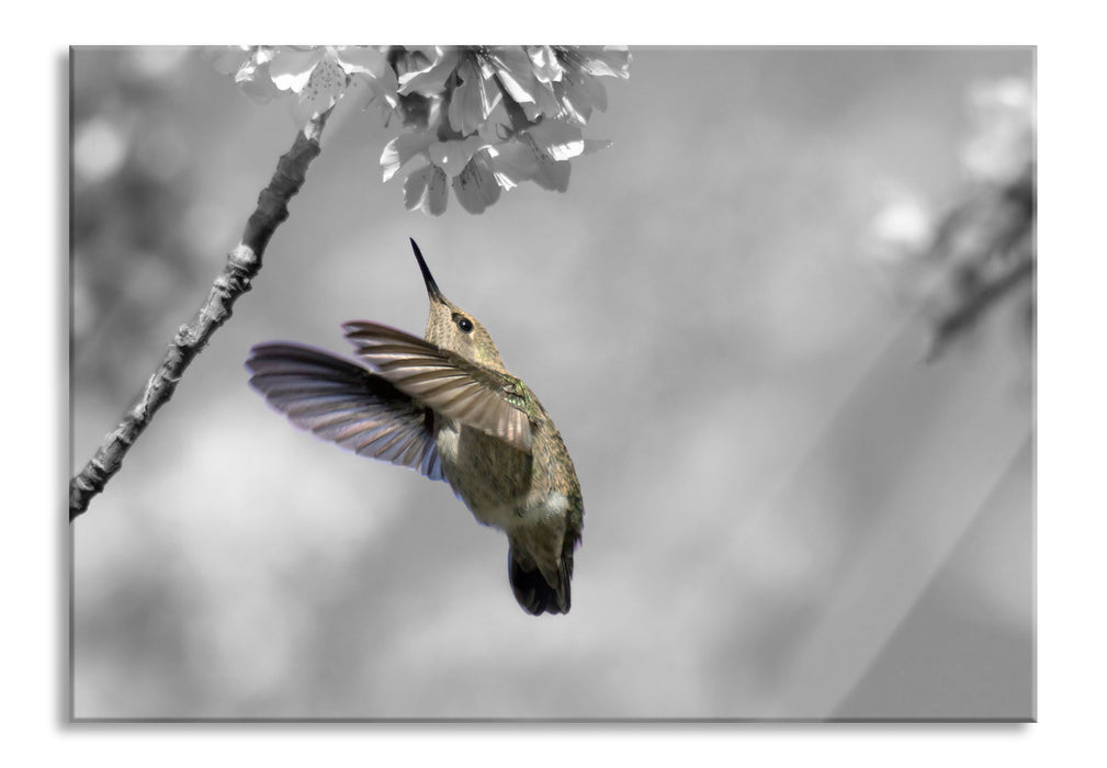 Pixxprint Kolibri vor Kirschblüte, Glasbild