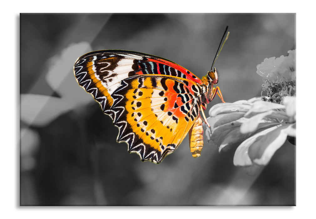 Pixxprint schöner Schmetterling auf Blüte, Glasbild