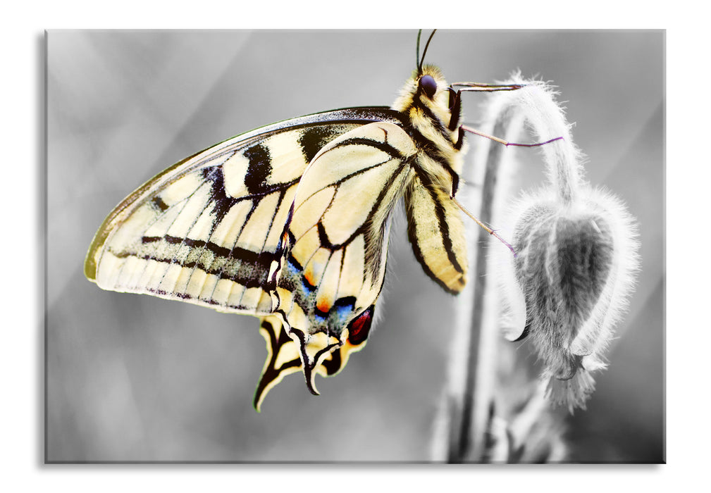 Pixxprint schöner Schmetterling an Blüte, Glasbild