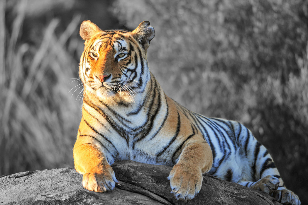 wunderschöner stolzer Tiger, Glasbild