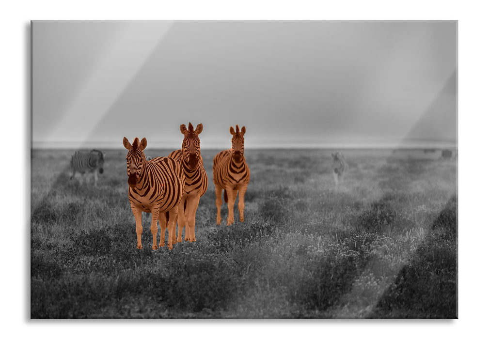 Pixxprint neugierige Zebras in der Savanne, Glasbild