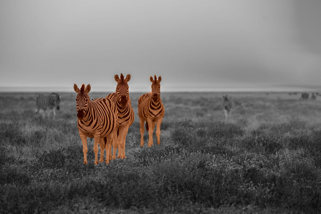 neugierige Zebras in der Savanne, Glasbild