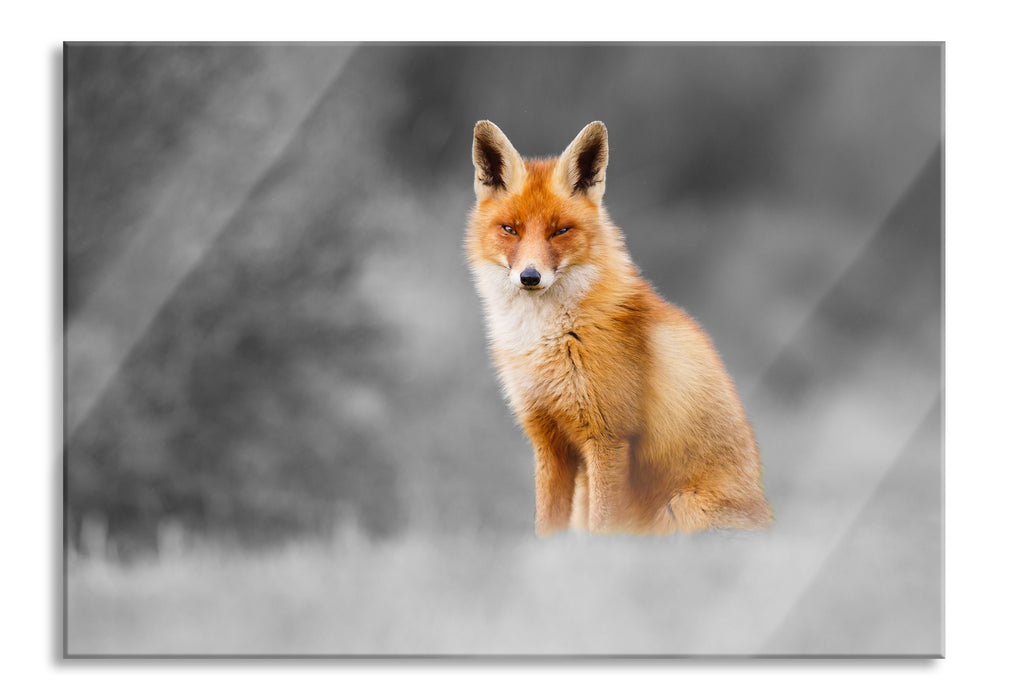 Pixxprint prachtvoller Fuchs, Glasbild