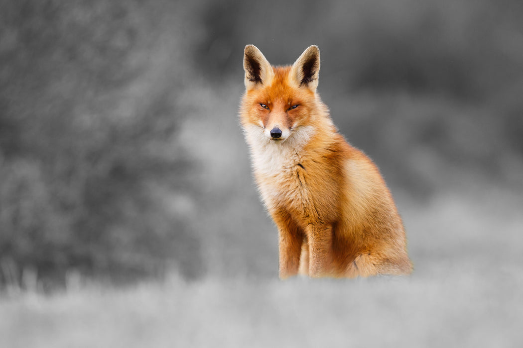 prachtvoller Fuchs, Glasbild