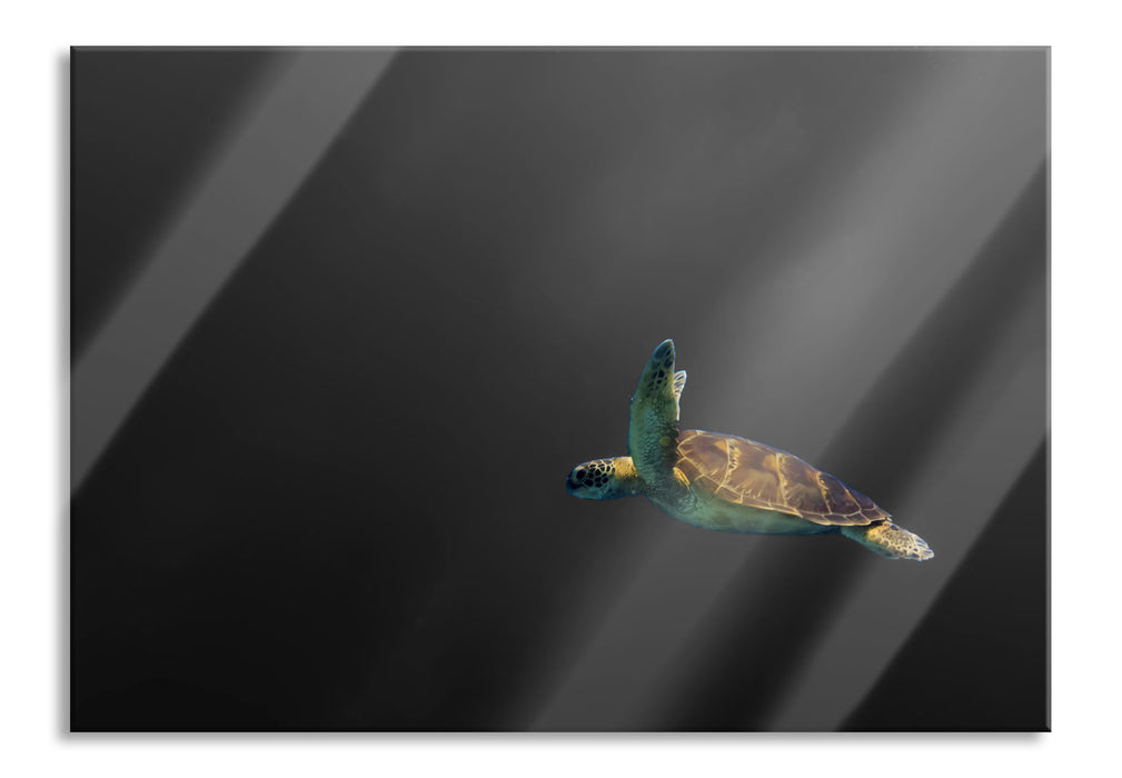 einsame Schildkröte im Meer, Glasbild