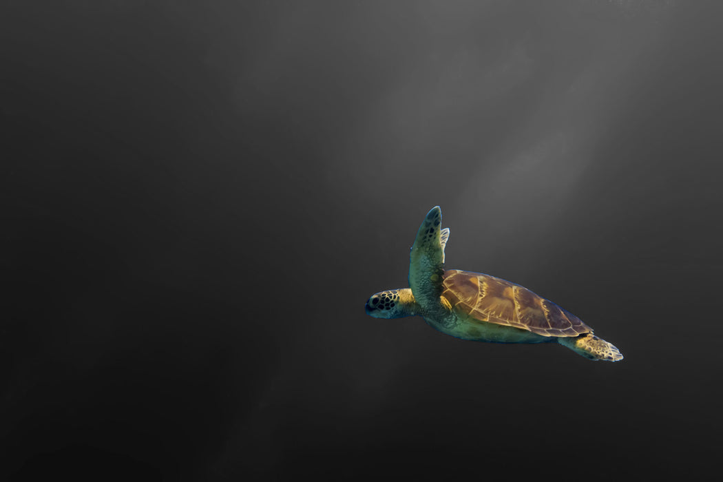 einsame Schildkröte im Meer, Glasbild