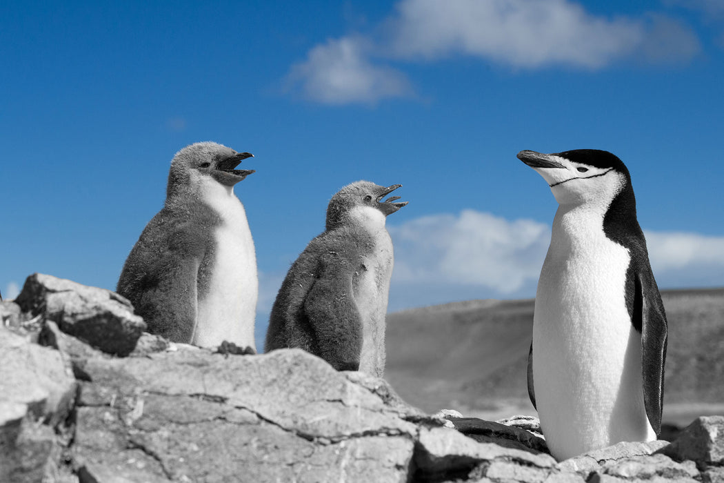 süße Pinguine, Glasbild