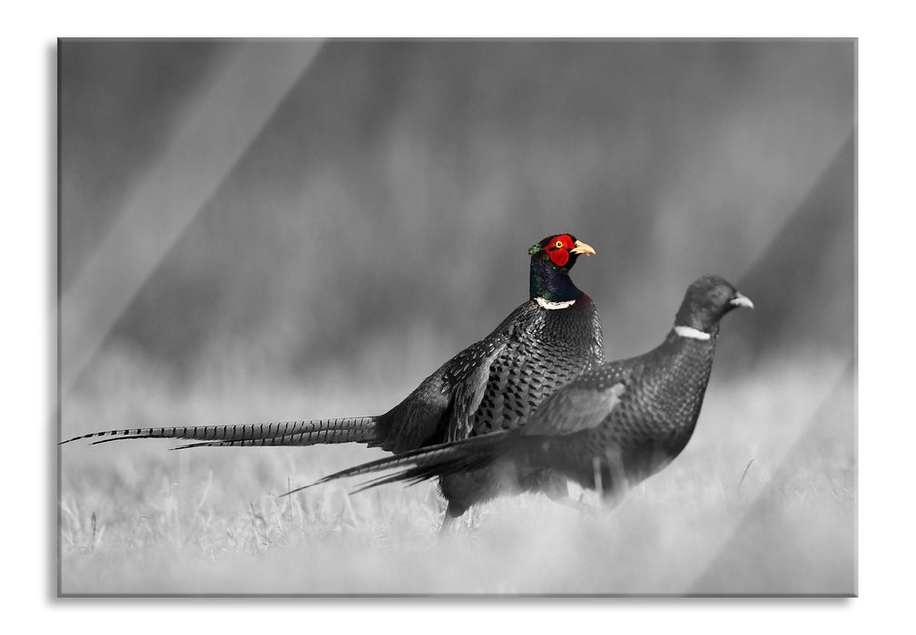 zwei Fasane auf Wiese, Glasbild