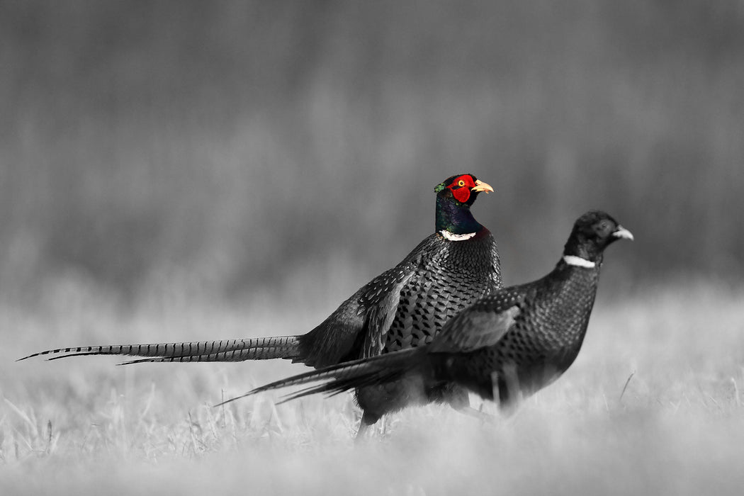 zwei Fasane auf Wiese, Glasbild