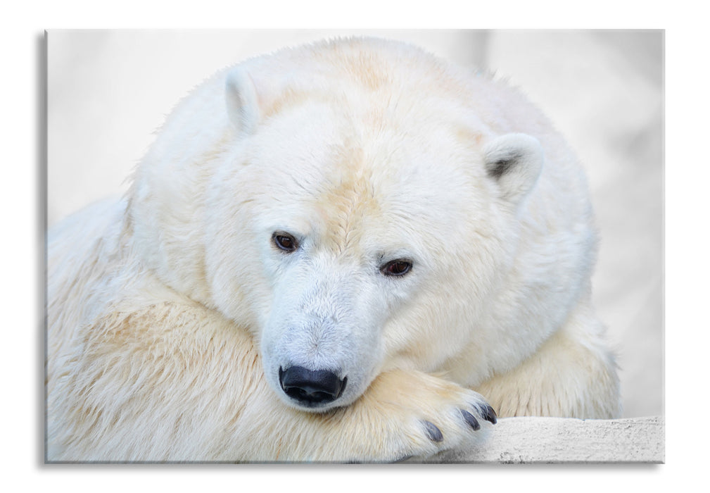 Pixxprint kuscheliger Eisbär, Glasbild