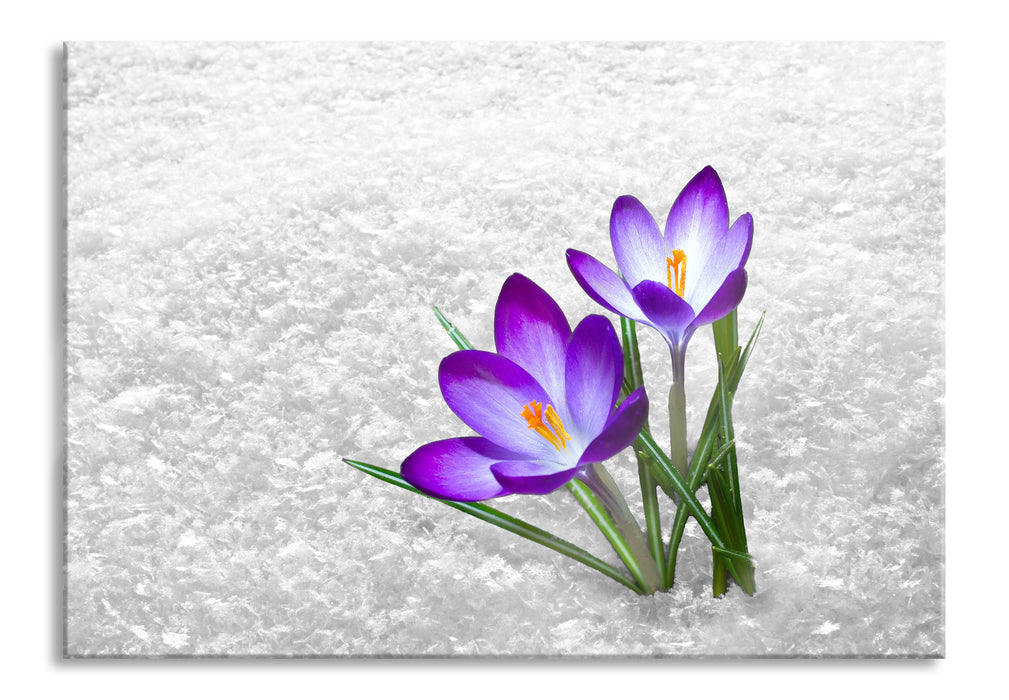 Pixxprint Lila Schnee Krokusse, Glasbild