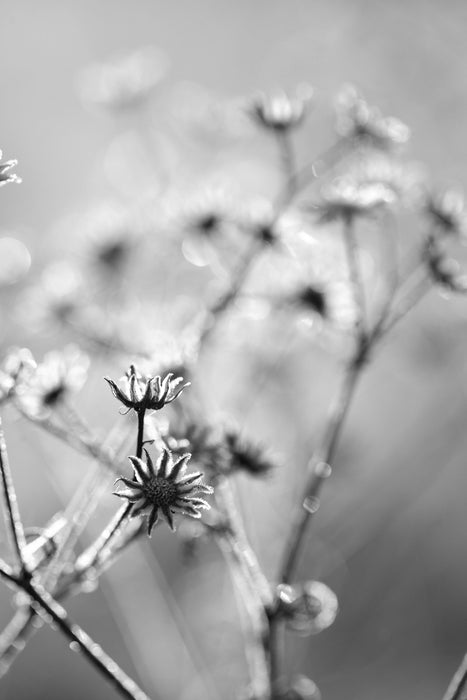 Gefrorene Blumen, Glasbild