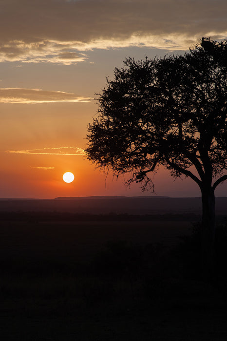 Sonnenaufgang über der Savanne, Glasbild