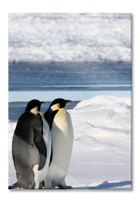 Kaiserpinguine, Glasbild