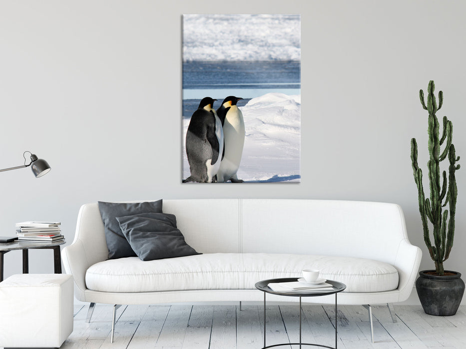 Kaiserpinguine, Glasbild