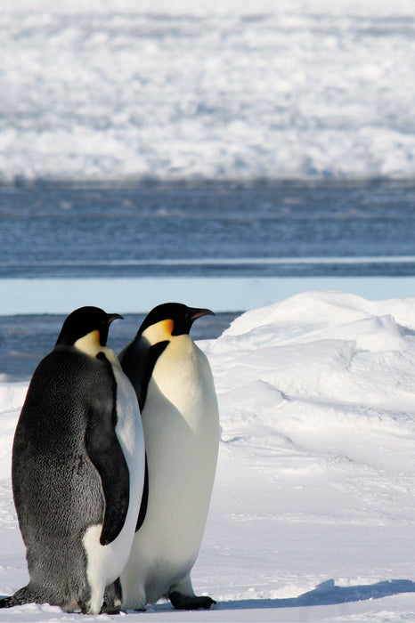 Kaiserpinguine, Glasbild