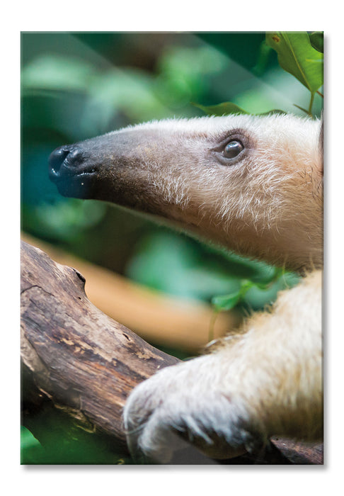 Nasenbär auf Ast, Glasbild