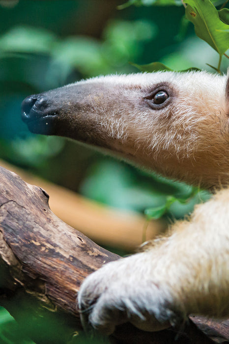 Nasenbär auf Ast, Glasbild