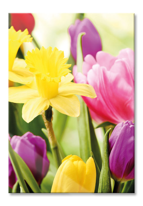 Pixxprint Osterglocken und Tulpen, Glasbild