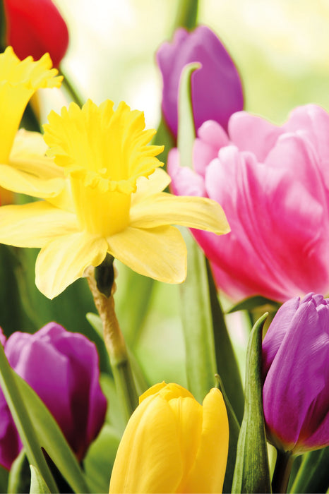 Osterglocken und Tulpen, Glasbild