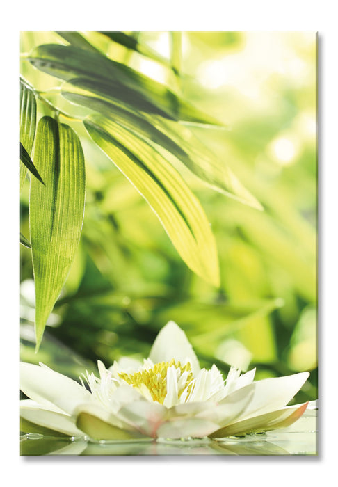 Weiße Seerose im Wasser Wellness, Glasbild