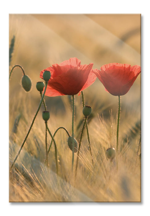 Zwei schöne Mohnblumen, Glasbild