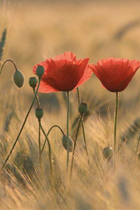 Zwei schöne Mohnblumen, Glasbild