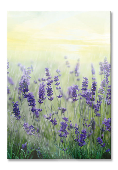 Schöner Lavendel im Regen, Glasbild