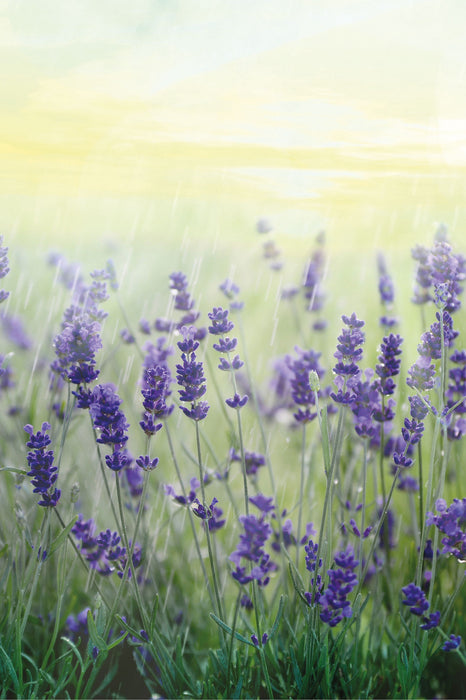 Schöner Lavendel im Regen, Glasbild