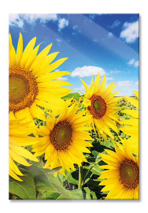 Pixxprint Sonnenblumenwiese unter Himmel, Glasbild