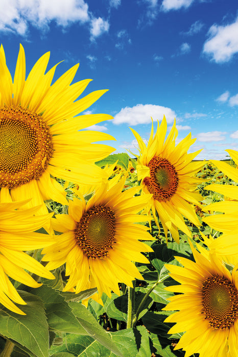 Sonnenblumenwiese unter Himmel, Glasbild