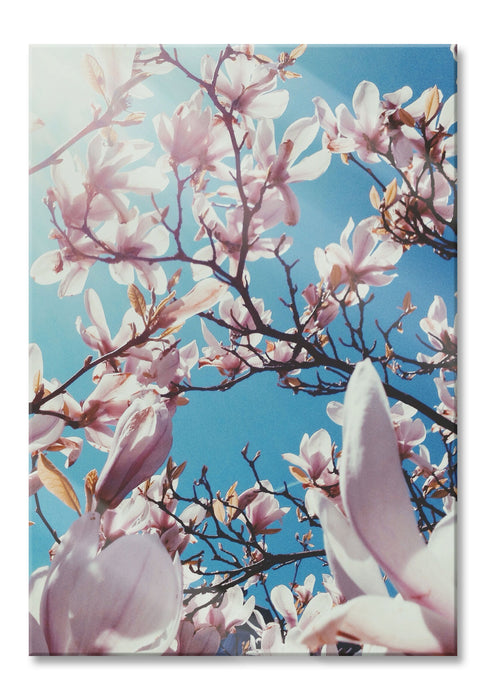 Pixxprint Zarte Rosa Magnolie Blüten, Glasbild