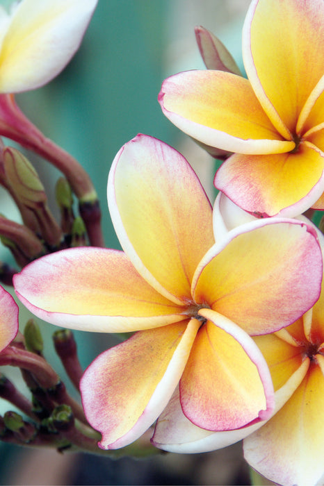 Monoi Blüten auf Hawaii, Glasbild