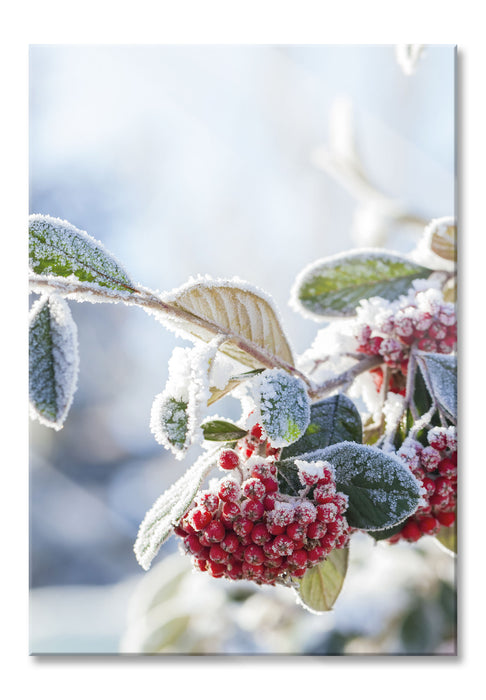 Vogelbeeren im Winter, Glasbild