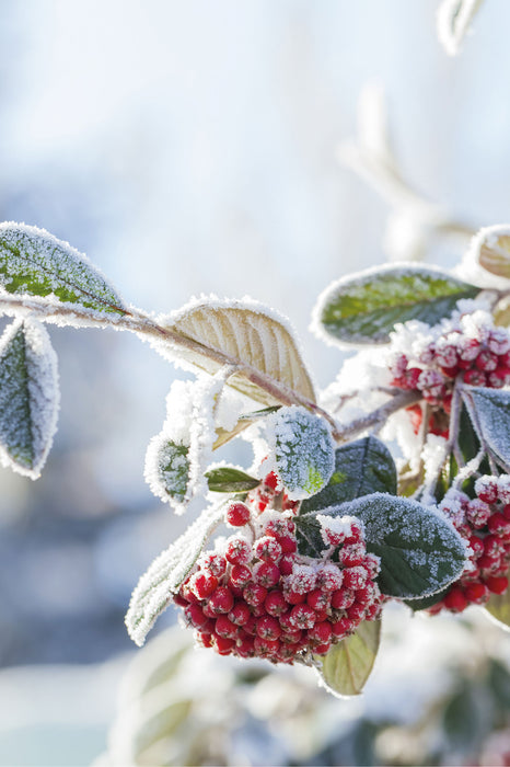 Vogelbeeren im Winter, Glasbild